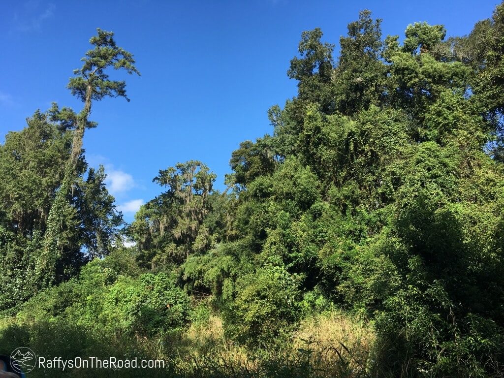 Barnette and Sally Allen Blue Skies and Kudzu