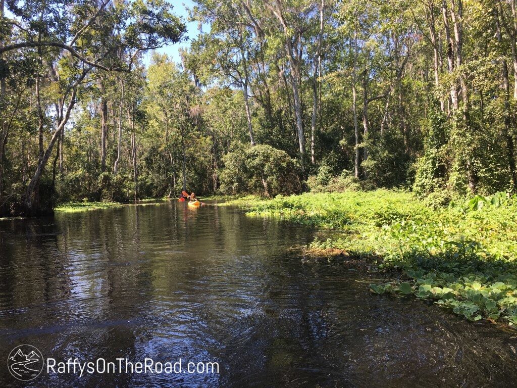 Gorgeous side stream off the Wacissa River.