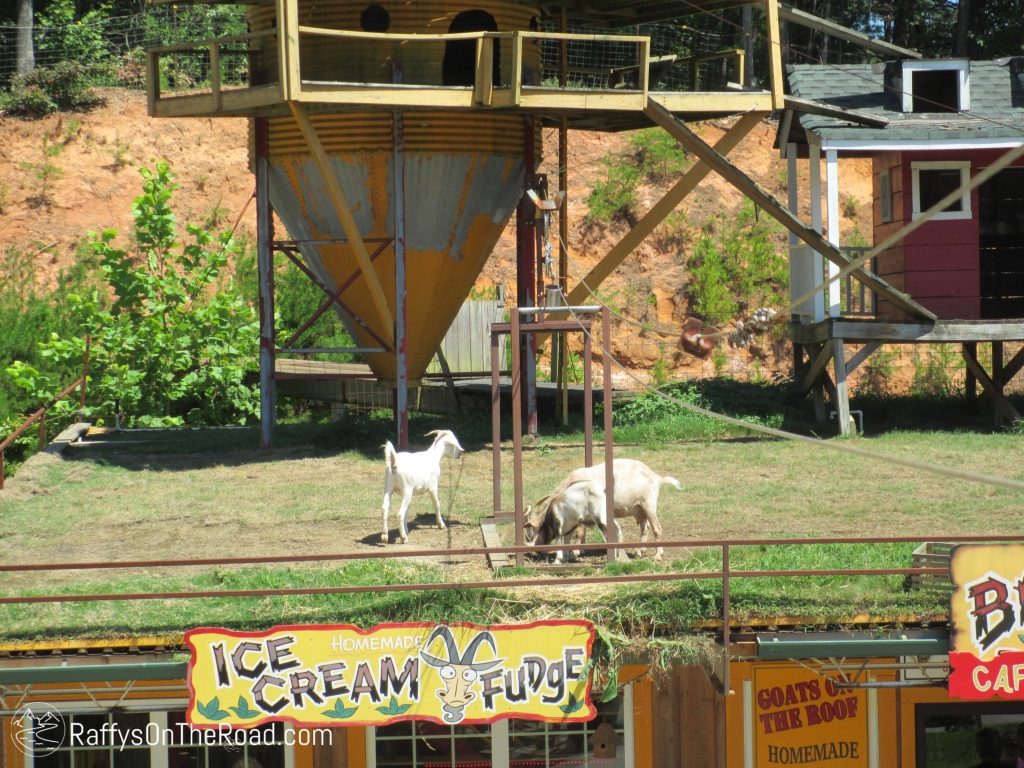 Goats on the Roof from Zipline