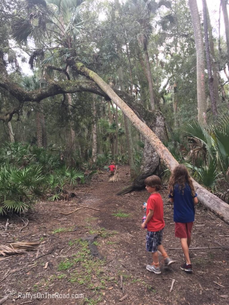 Hontoon Island Trail Palm Forest