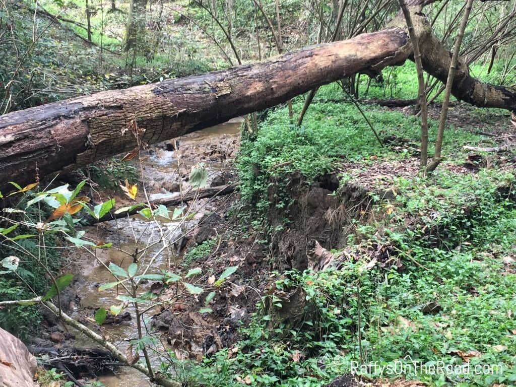 Lake Jackson Mounds Stream