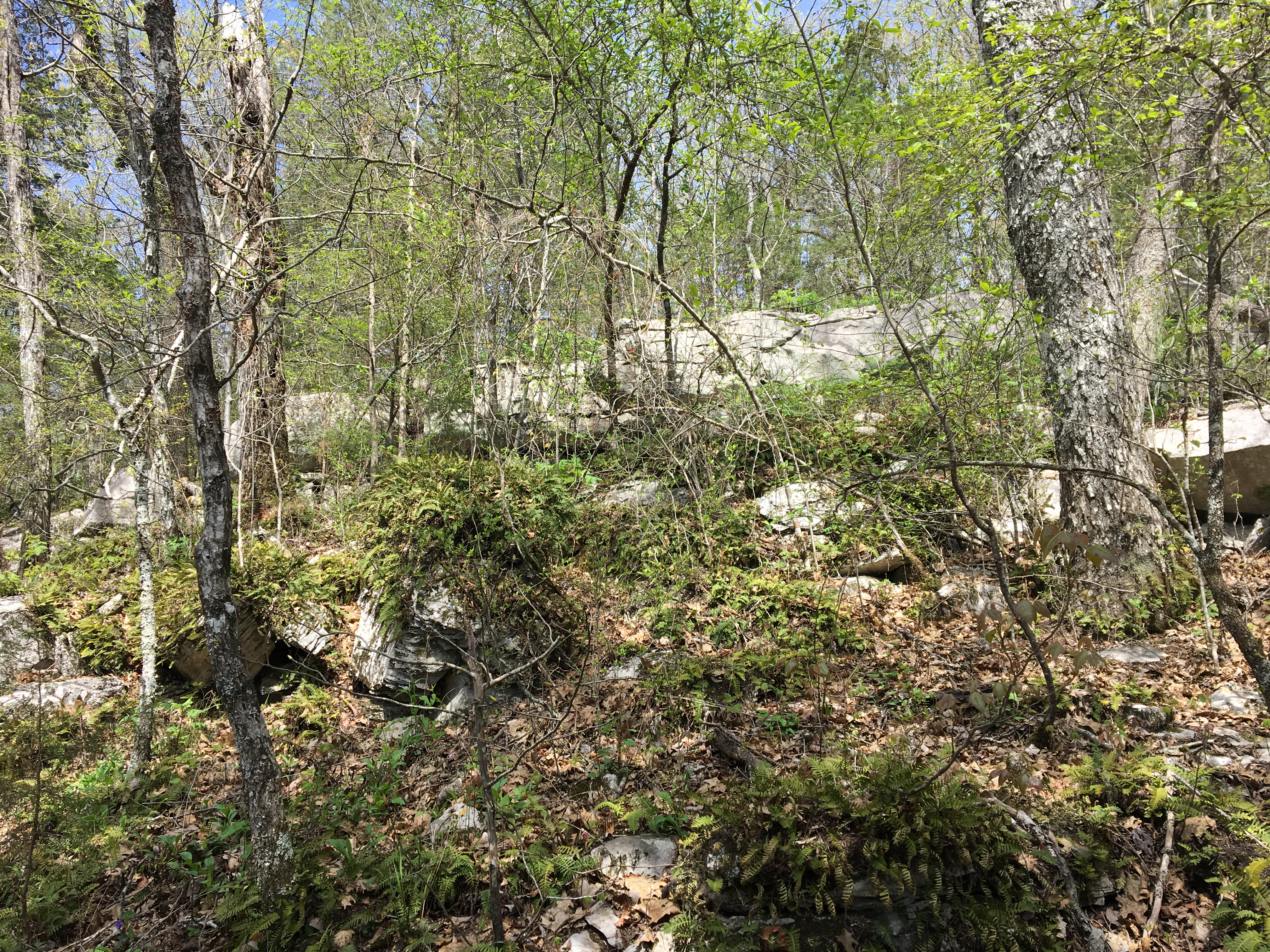 Rickwood Caverns Hiking Trail